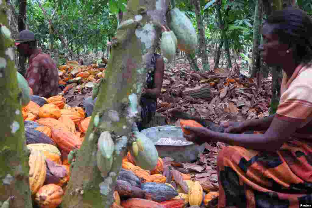 Farmers break cocoa pods in Ghana's eastern cocoa town of Akim Akooko September 6, 2012.