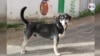 El abandono de animales en medio de la pandemia