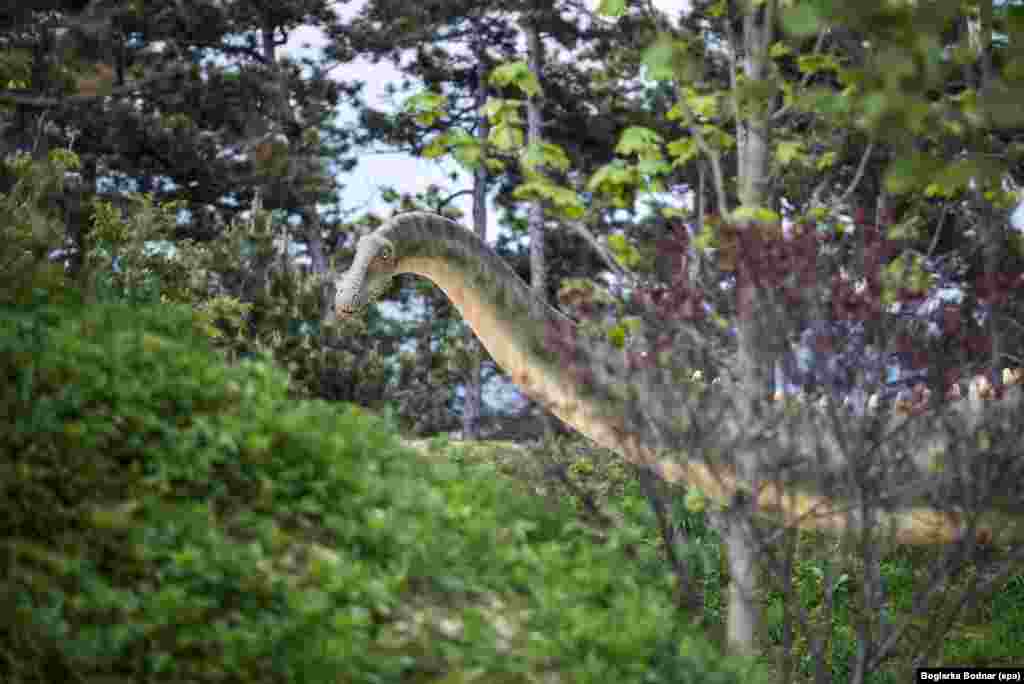 Sebuah patung dinosaurus jenis diplodocus dipamerkan di taman pra-sejarah di kebun binatang kota Veszprem, Hungaria.