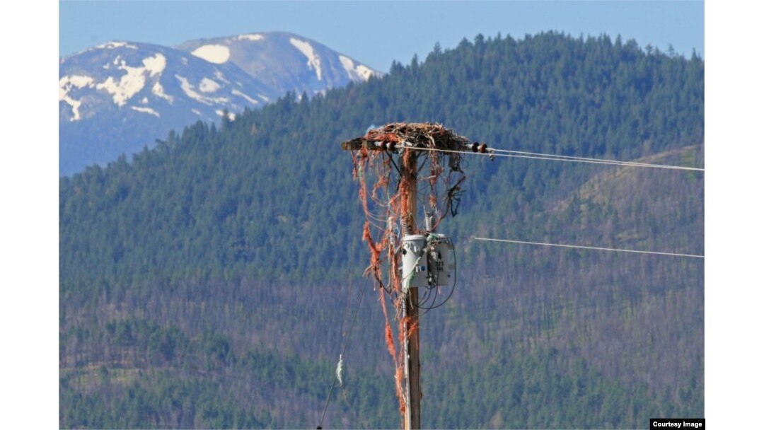 Ospreys Land in Bind with Baling Twine, Fishing Line
