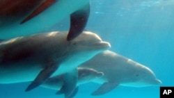 Desde el mes de julio han sido hallados muertos 753 delfines en la costa atlántica de EE.UU.