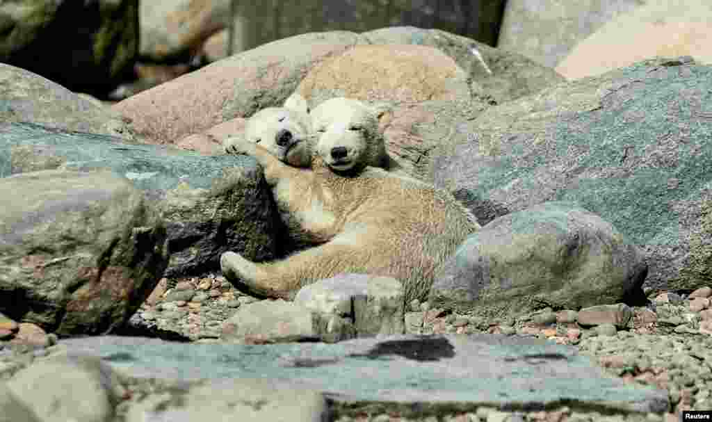 Two polar bear cubs rest as Aalborg Zoo reopens after being closed amid the spread of the coronavirus disease, in Aalborg, Denmark.