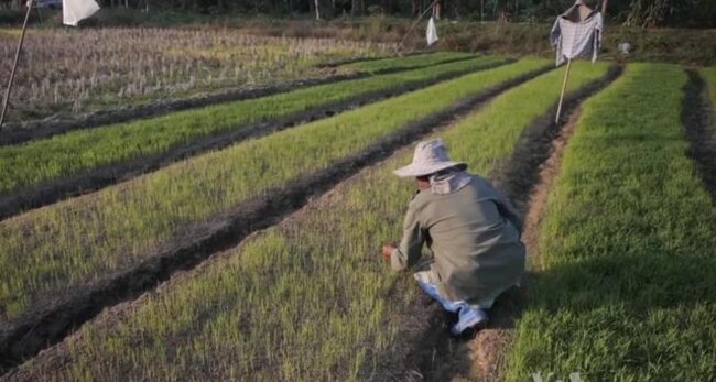 In Thailand's North, Support for Ruling Party Remains Strong
