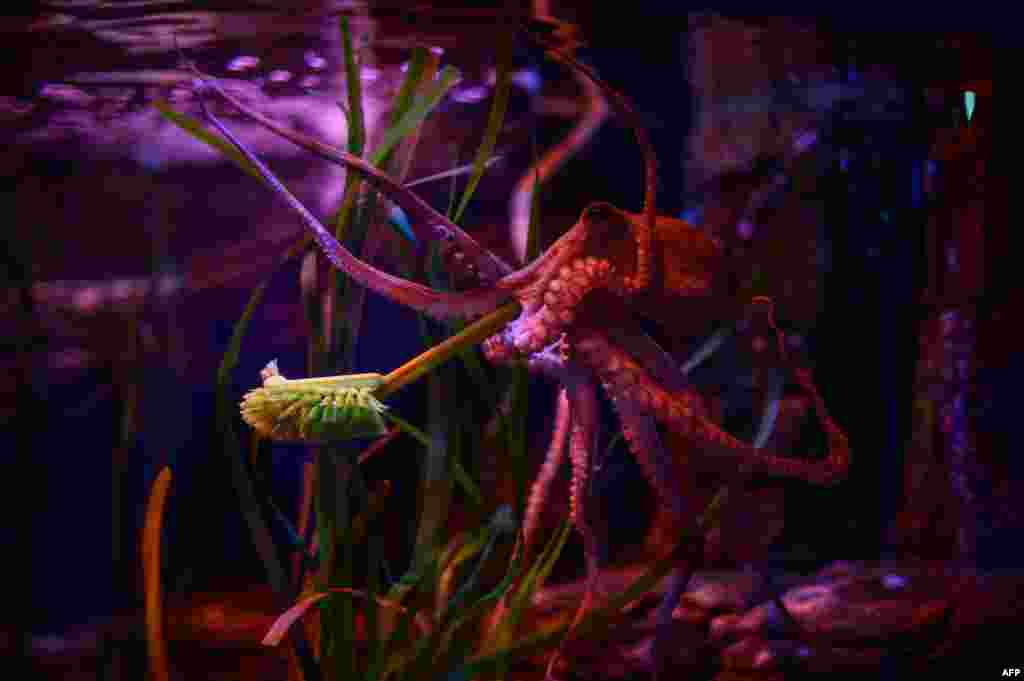 An octopus holds a cleaning brush during a publicity stunt at Berlin's Sealife aquarium on June 4, 2020, as the center prepares to reopen to the public on June 6, 2020, amid the coronavirus pandemic.