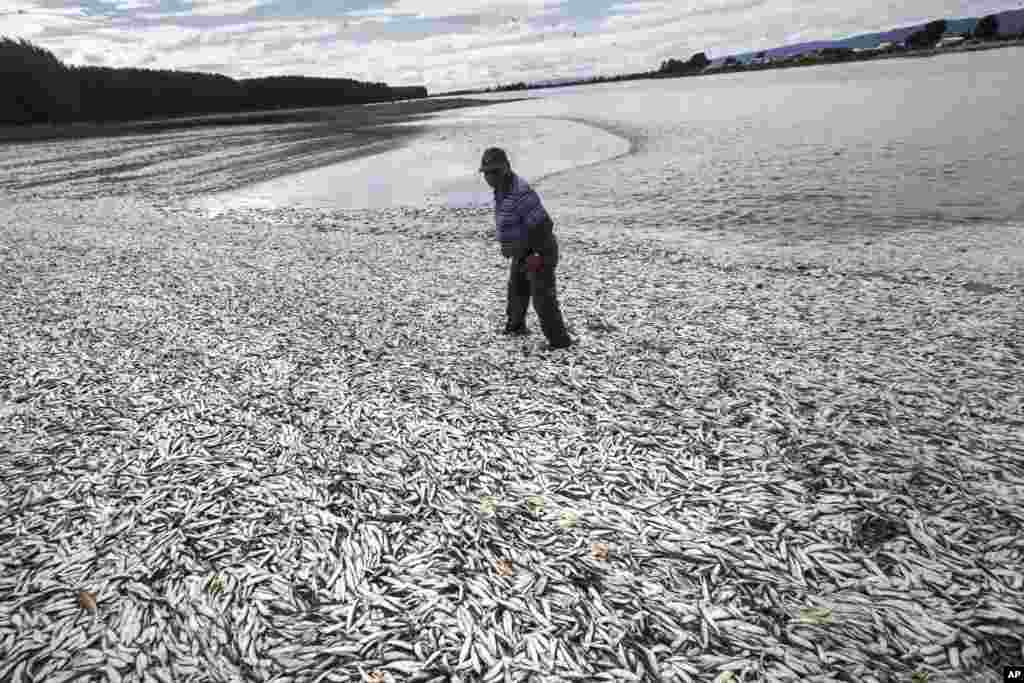 Seorang nelayan berjalan di kawasan pantai yang penuh dengan ikan-ikan sarden yang mati di Tolten, Temuco, Chile.