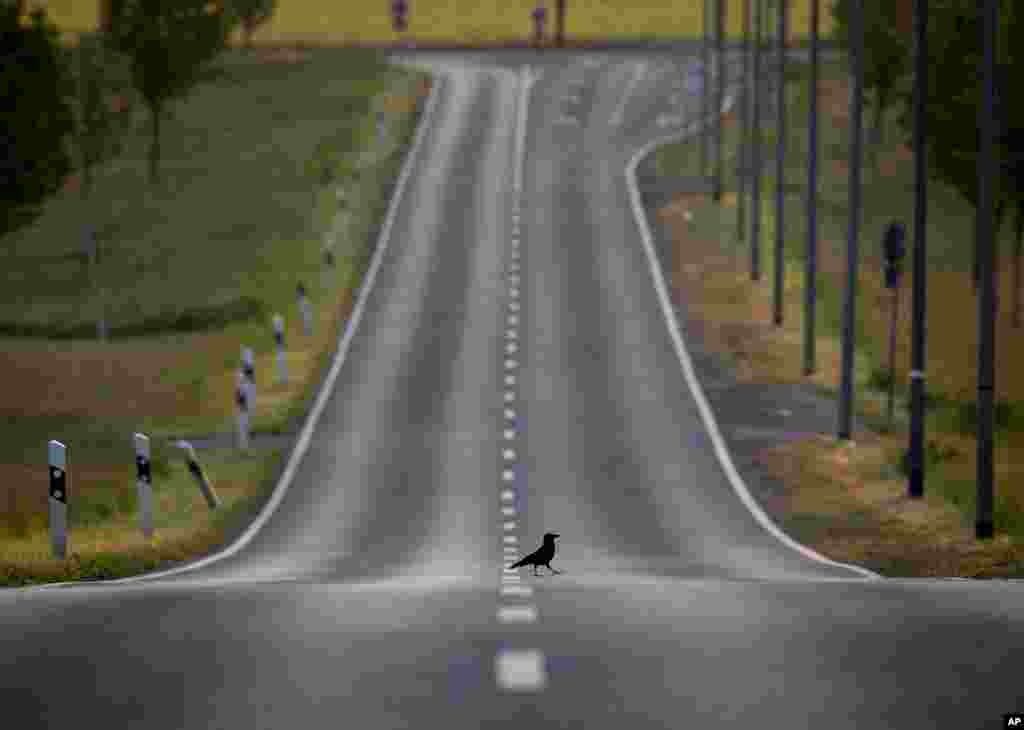 A crow crosses an empty road in Frankfurt, Germany.