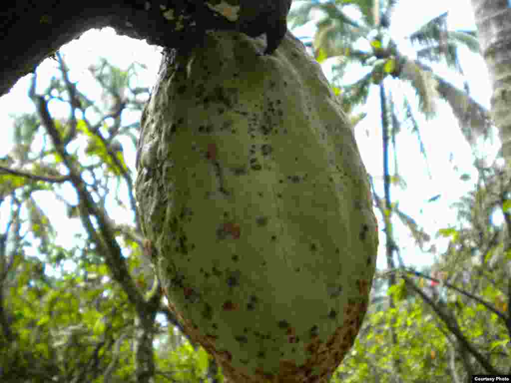 Cocoa plant with helopeltis damage (World Cocoa Foundation)