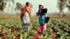 Report: Conflict, Climate Affect Food Security