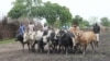 Young men herd cattle through the mud-caked streets of Pibor, as cattle raiding between some of the south's dozens of tribes plagues South Sudan. (File Photo) 