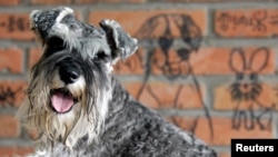 ARCHIVO - Un schnauzer miniatura espera a recibir su comida en un restaurante en Beijing, China, el 20 de mayo de 2020. 