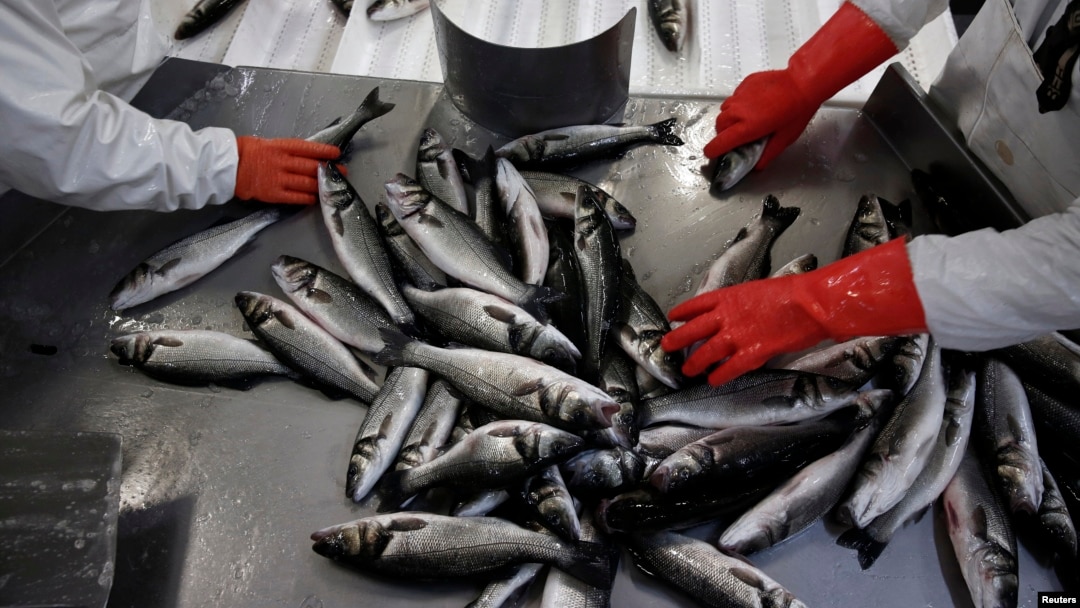 Workers collect sea bass inside a packing station of Selonda fish farming company near Sofiko village, about 100 km (62 miles) southwest of Athens November 12, 2013. The future of Greece's aquaculture industry is important for the country as a whole, as i