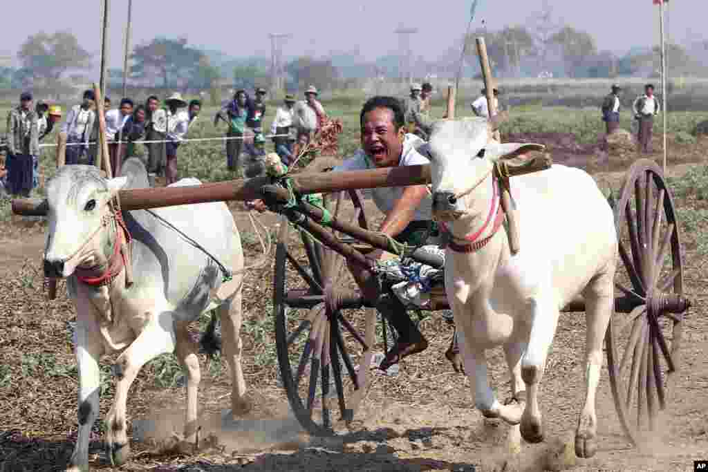 A man rides on an ox cart during a competition at Nay Young Pya Inn Pagoda, on the outskirts of Naypyitaw, Myanmar.