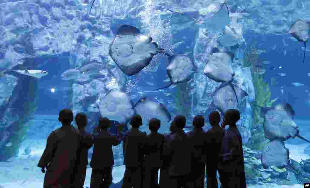 Anak-anak berkepala plontos menyaksikan ikan-ikan pari di Lotte World Aquarium di Seoul, Korea Selatan. 10 anak berkesempatan untuk menjalani kehidupan sebagai rahib selama dua minggu untuk menyambut perayaan ulang tahun Budha yang ke-2560 pada tanggal 14 Mei.