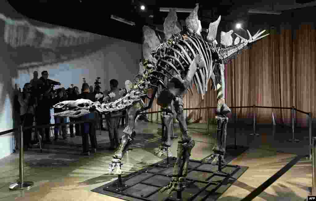 Fosil stegosaurus yang dijuluki Apex diperkenalkan ke kalangan media di Museum Sejarah Alam Amerika di New York. (AFP) 