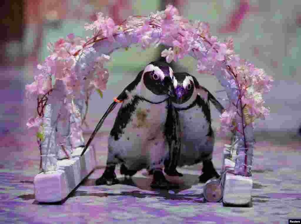 Penguins Momo and Omochi are seen during a media preview for their free online animal shows for children and families staying at home during Golden Week holidays due to the coronavirus disease (COVID-19) lockdown, at the Aqua Park Shinagawa in Tokyo, Japan.