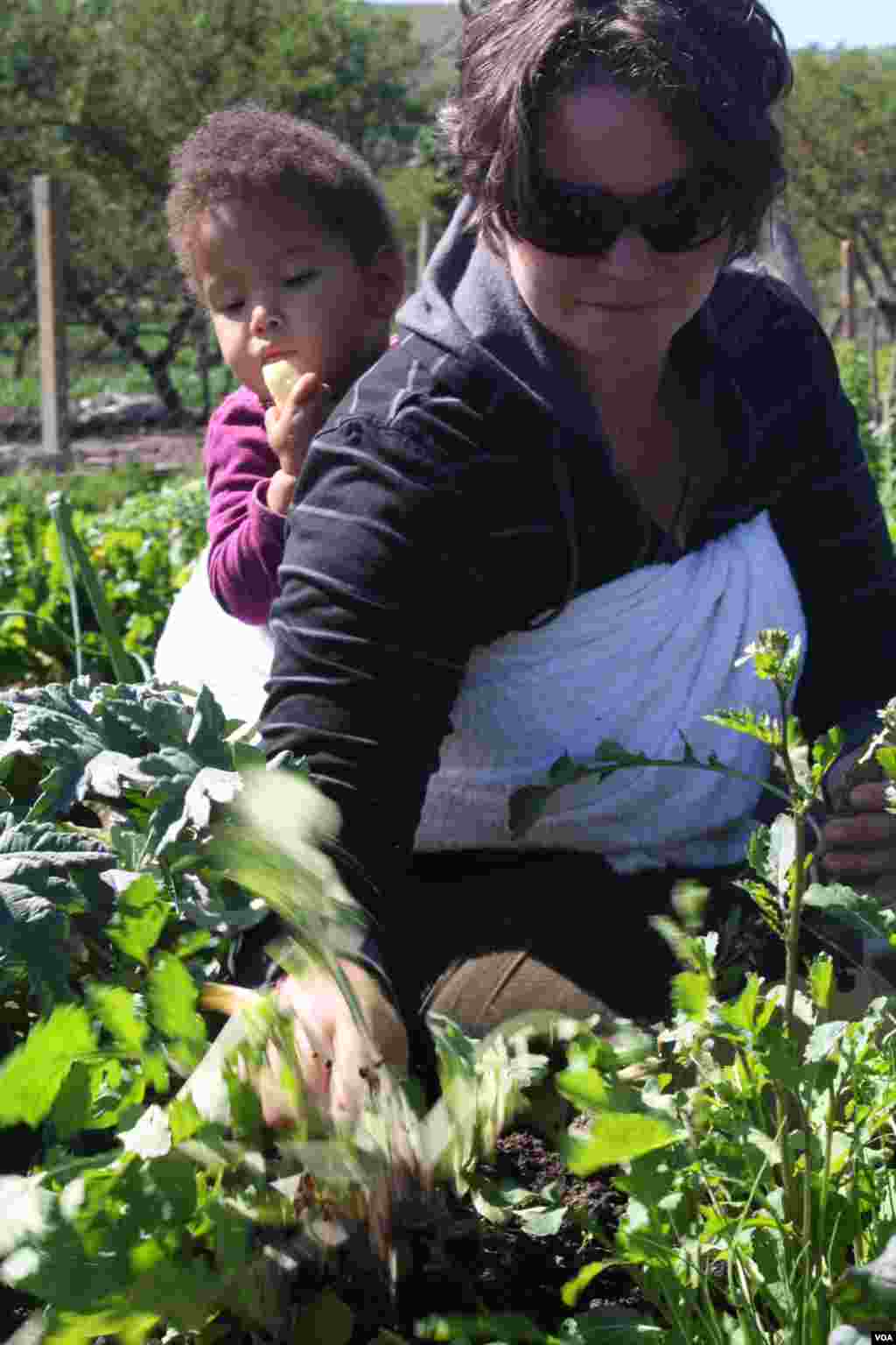 Alex Gunther picks herbs in the home’s garden (VOA/Taylor)