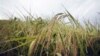 Chineses investem 250 milhões de dólares em projecto agricola no sul de Moçambique