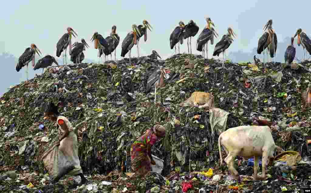Burung-burung bangau menunggu di tempat pembuangan sampah di kota Guwahati, India sementara para pemulung mencari barang-barang yang bisa didaur-ulang.