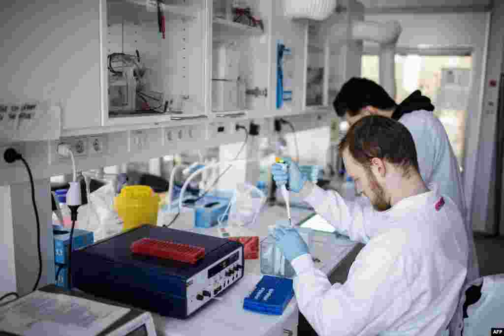 Researchers work on a vaccin against the new coronavirus at the Copenhagen's University research lab in Copenhagen, Denmark.