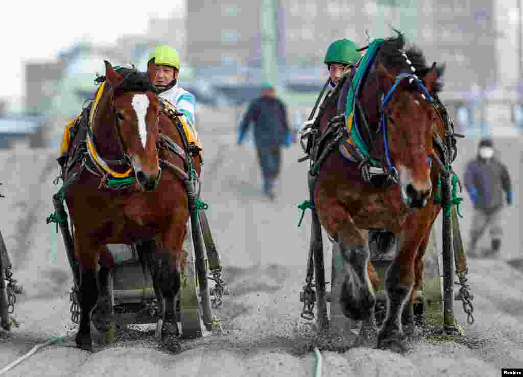 Jokceys and 'Banei' horses compete during their 'Banei' Keiba race, a form of farm horse racing, at Obihiro 'Banei' horse Race Track in Obihiro, Hokkaido, Japan.