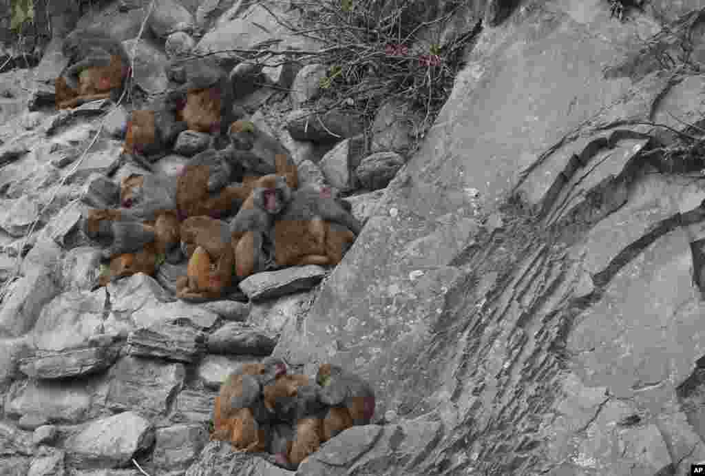 Monkeys huddle to keep themselves warm at Swayambhunath Stupa in Kathmandu, Nepal.