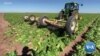 With Food Distribution Disrupted, US Farmers Seek Solutions