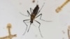 Quase 200 casos de dengue em Angola