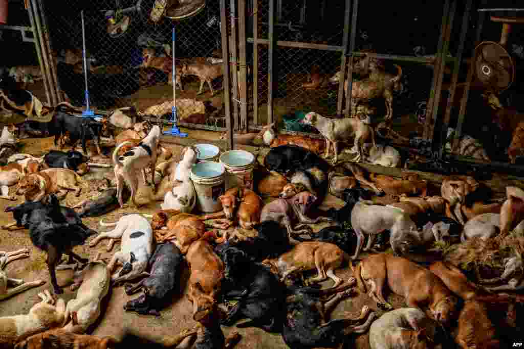 Dogs rest in a crowded enclosure at Auntie Ju's shelter for stray dogs on the outskirts of Bangkok where some 1,500 canines rescued from the streets around the Thai capital are being housed.