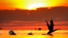 Talks to protect Earth's biodiversity resume with money topping the agenda 