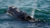 Cierre del gobierno federal también afecta a las ballenas