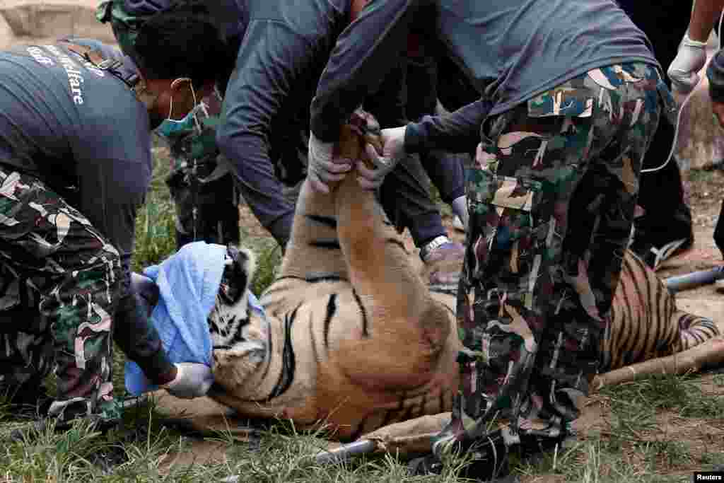 Petugas mengangkut seekor harimau yang dibius untuk dipindahkan dari kuil harimau di Kanchanaburi, sebelah barat Bangkok, Thailand.
