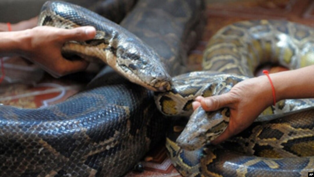 A Cambodian man holds his female pet python as a woman holds her male pet python in a cage after a wedding ceremony in Kandal province, 20 kilometers south of Phnom Penh on Jan. 3, 2011.