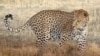‘Big Cats’ Make a Comeback in South Africa