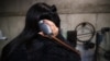 Iran's early recordings revive forgotten sound heritage
