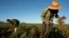 Agricultura de Cuba recibe duro golpe tras azote de huracán Rafael