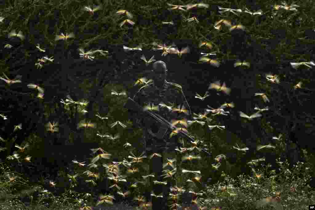 Ranger Gabriel Lesoipa is surrounded by desert locusts as he and a ground team relay the coordinates of the swarm to a plane spraying pesticides, in Nasuulu Conservancy, northern Kenya, Feb. 1, 2020.