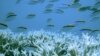Cá bơi gần rặng san hô Great Barrier Reef của Úc. Biến đổi khí hậu có thể gây ra sự tẩy trắng san hô, phá hủy một số rạn san hô trước năm 2050.