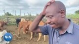 Ofuna Inkomo Uthi Sezinonile Kodwa Kulemikhuhlane Engaqedakaliyo