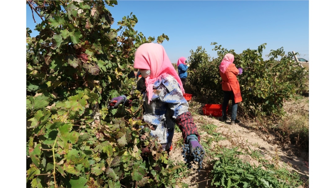 Workers harvest grapes for winemaker Ian Dai (not pictured) at a vineyard near Yinchuan, Ningxia, October 11, 2021. (REUTERS/Norihiko Shirouzu)