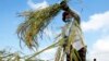 A Cambodian farmer harvests rice in a paddy on the outskirts of Phnom Penh, Cambodia, Dec. 11, 2015. The national government said it is directing more support to women farmers. 