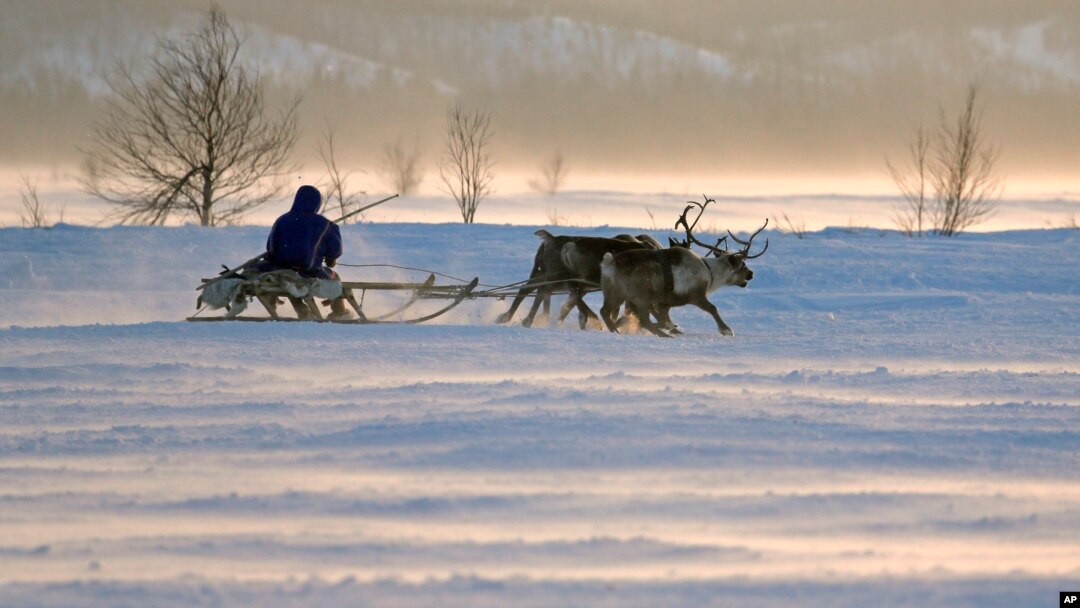 FILE - In this photo taken on March 15, 2015, a Nenets man rides in a reindeer sled at the Reindeer Herder's Day in the city of Nadym, in Yamal-Nenets Region, 2500 km (about 1553 miles) northeast of Moscow.