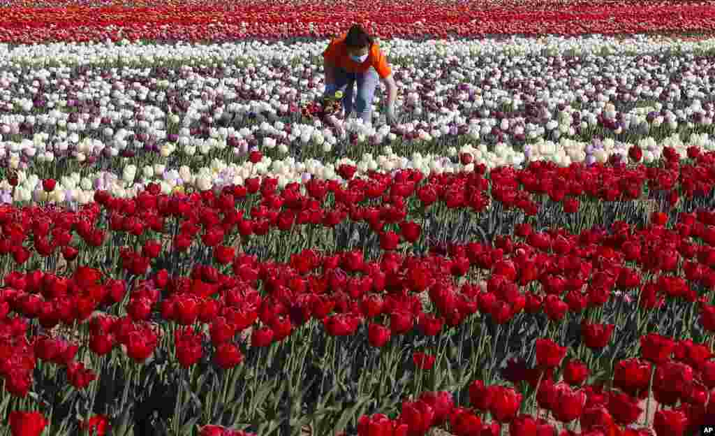 A woman picks tulip flowers in the "Tulipani Italiani" tulip field, in Arese, near Milan, Italy.