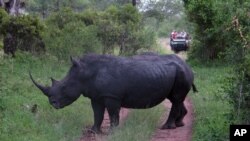 Rinoceronte, Parque de Kruger, África do Sul (Foto de arquivo)