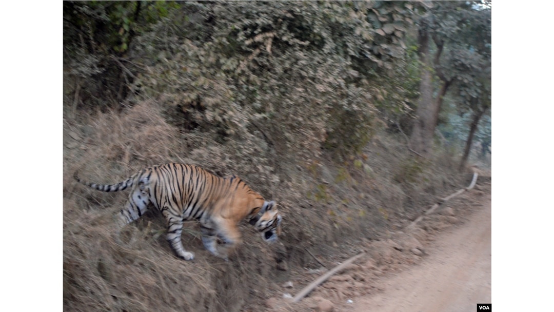 Tigers were reintroduced in the Sariska Tiger Reserve in Rajasthan India after the sanctuary lost all its tigers to poachers. (Anjana Pasricha/VOA).