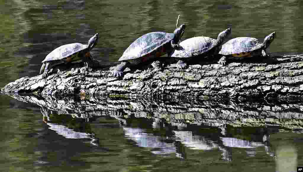 Turtles don't care about social distancing at a lake in Gelsenkirchen, Germany.