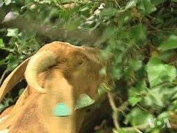 Goats Get a Capitol Hill Job