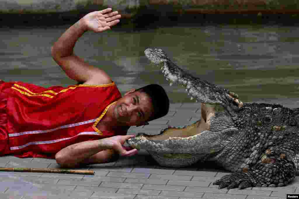 Seorang penghibur memasukkan kepalanya di antara mulut buaya di kebun binatang Sriracha di provinsi Chonburi, Thailand.