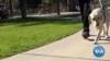 Guide Dogs: Partners with the Blind