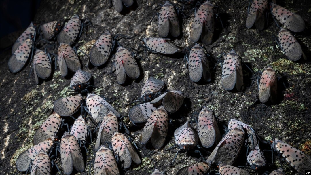 In this Thursday, Sept. 19, 2019, photo, spotted lanternfly gather on a tree in Kutztown, Pa. The spotted lanternfly has emerged as a serious pest since the federal government confirmed its arrival in southeastern Pennsylvania five years ago this week. (A