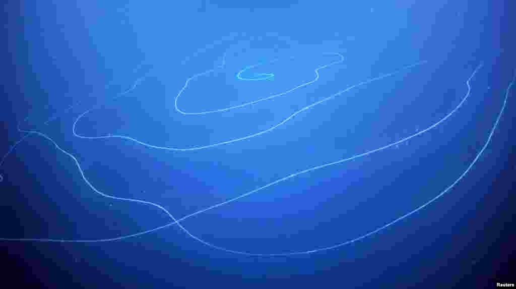 A view of a siphonophore Apolemia, recorded during the Ningaloo Canyons expedition, in deepwater off the west Australian coast in this handout picture by Schmidt Ocean Institute taken on March 16, 2020.